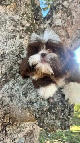 Lindos filhotes de shihtzu prontos para um novo lar