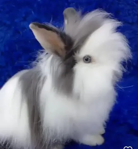 Mini coelho de alto padrão 