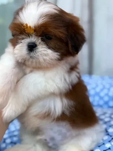 Shih-Tzu Pequeno Macho Tricolor Pronto para Nova Família
