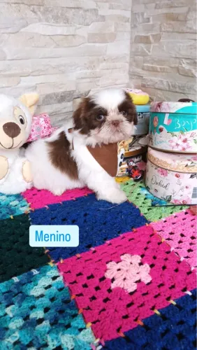 Filhote Shih Tzu Macho - Pelúcia e Companhia!