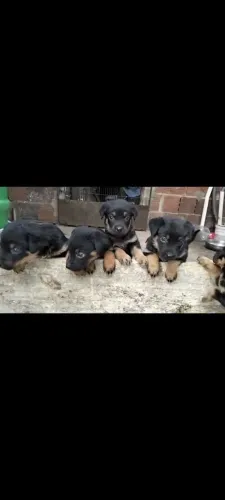 Rottweiler puro