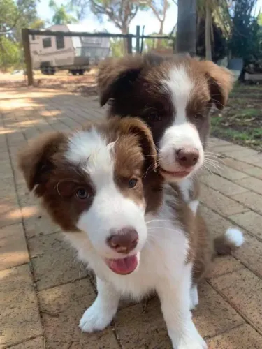 Border collie inteligente e agil 