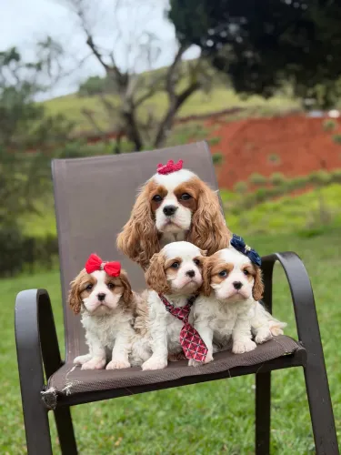 Cavalier king charles com pedigree Cbkc