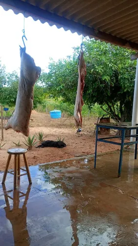 Porco caipira 20 reais o kilo limpo 