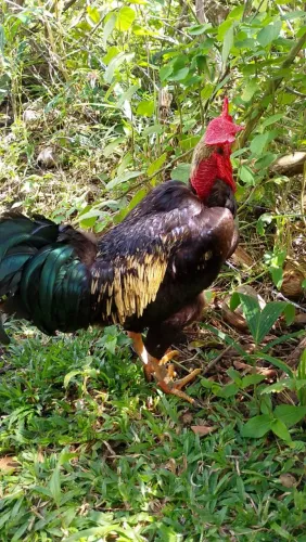 Galinha pescoço pelado