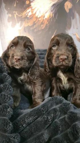 Seu próximo Cocker Spaniel pode estar aqui