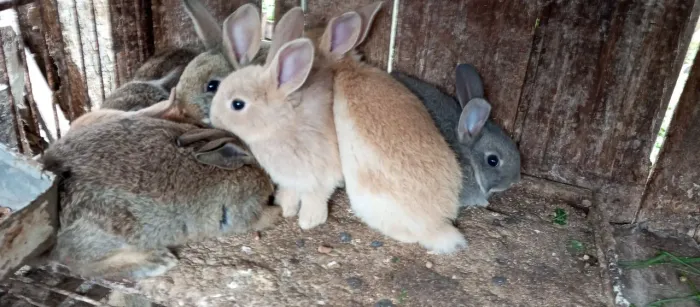 Coelhinhos