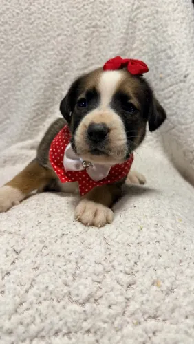 Filhote mestiço boxer com labrador macho