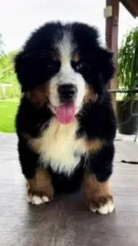 bernese Presença marcante