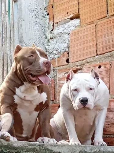 Filhote American bully