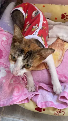 Gatinha castrada 