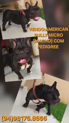 VENDO LINDOS CÃES DA RAÇA AMERICAN BULLY MICRO 
