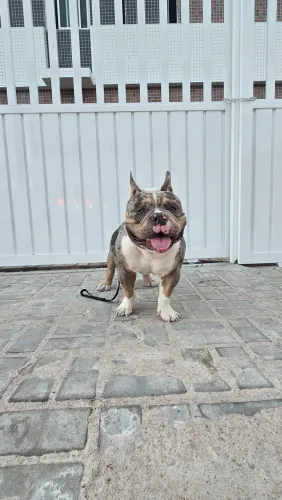 Cobertura American Bully Exotic Tri Blue Merle 