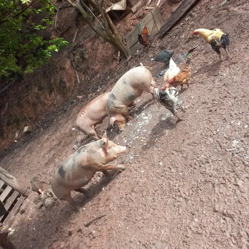 Porco caipira 