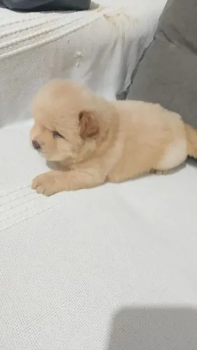 filhote de chow chow Raça pura