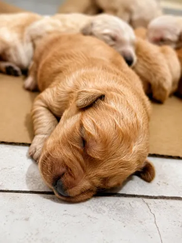 Golden retriever filhote 