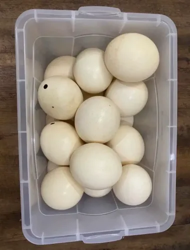 Lote com 6 de ovos de avestruz para artesanato e decoração