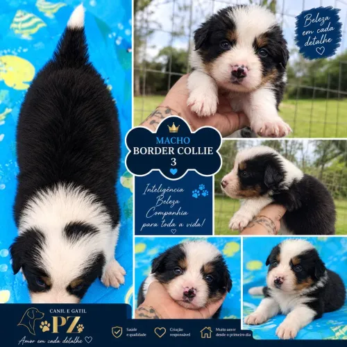 Filhotes BORDER COLLIE 