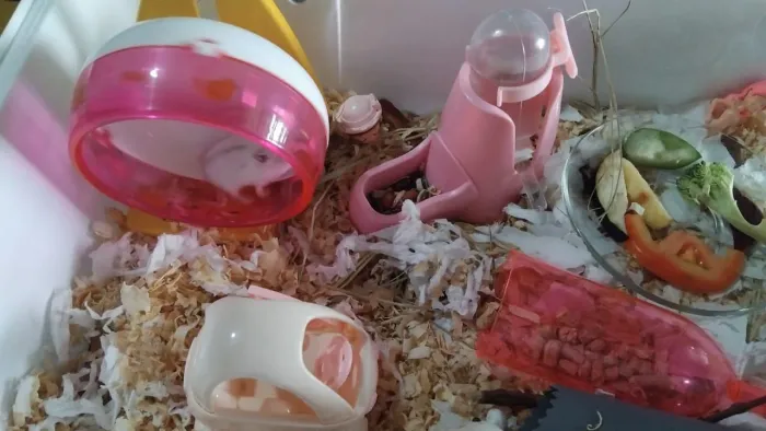 Lindos bebês hamster 60 reais cada 