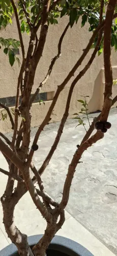 Jabuticaba no vaso