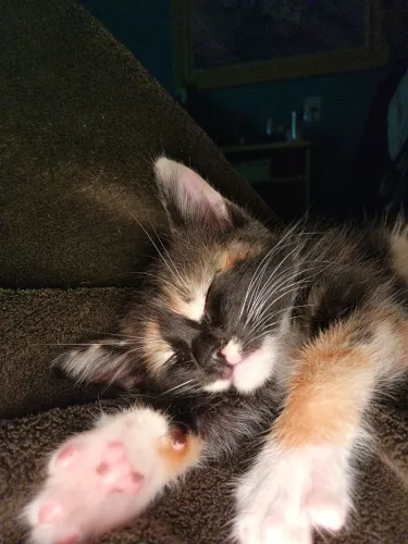 Gatinha para doação