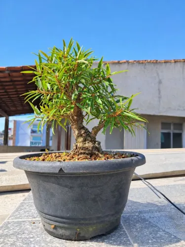 Bonsai