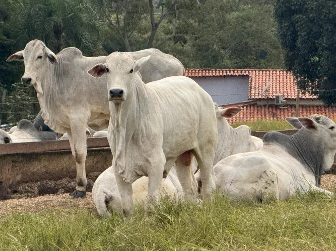  Venda de tourinhos Nelore P.O