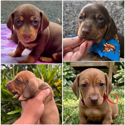 Bebês Dachshund Salsichinhas 