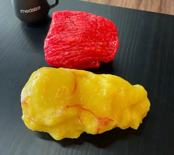 Réplicas anatômicas adiposa e muscular 