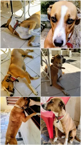 Doa-se uma cachorra