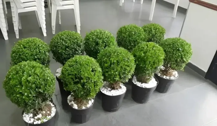 Planta natural e artificial