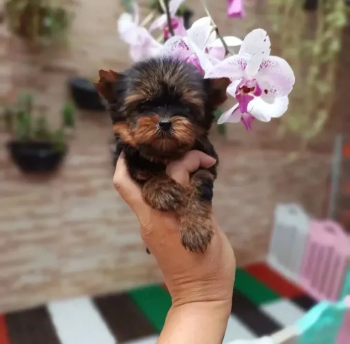 Yorkshire Esse pequeno peludo quer fazer parte do seu mundo