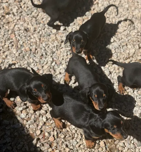 Dachshund - filhotes black and tan