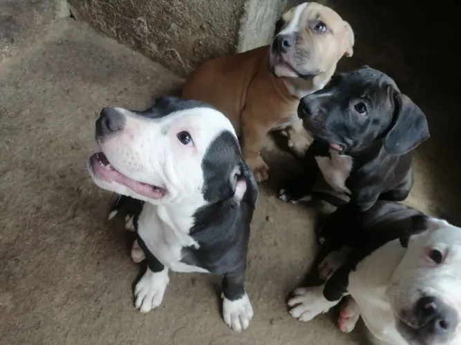 Vendo filhote de america bully 