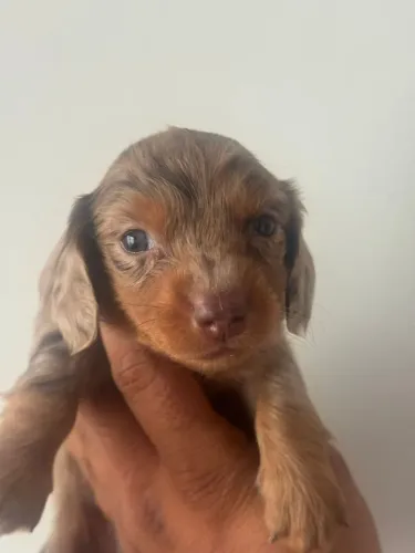Daschund Pelo longo | Filhote para crianças e adultos