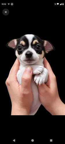 Meninos Chihuahua filhote