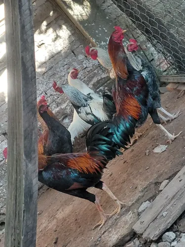 Frangos galinhas 