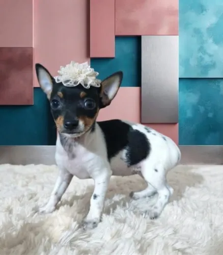 Pinscher Fêmea Lindíssima