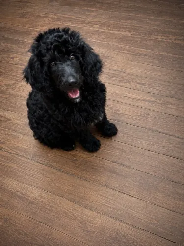 Poodle puro preto - macho e muito fofo!!