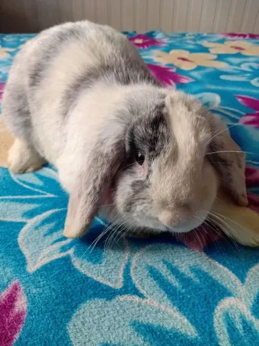 Mini lop machinho