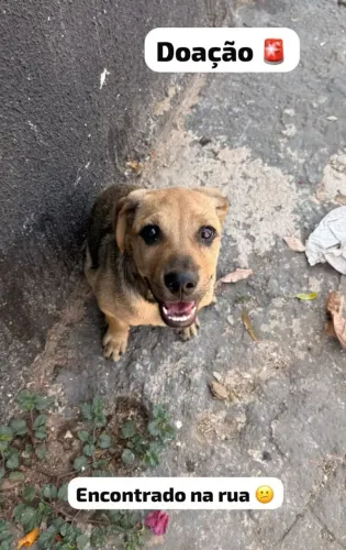 Adoção cão filhote