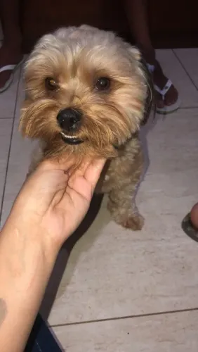 Doa cachorro macho