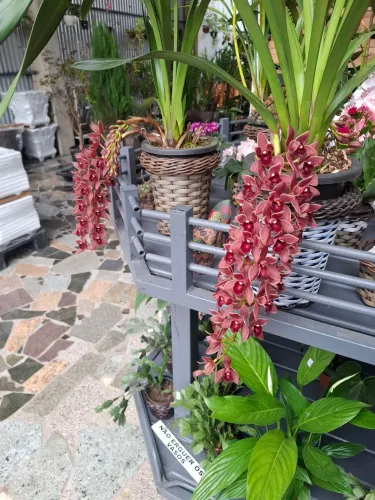 Orquídeas cymbidiun dorothy 