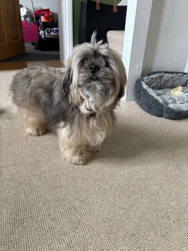 Filhotes disponíveis fêmeas lhasa com pedigree 