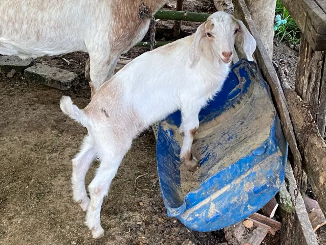 Vende-se lindo Cabrito