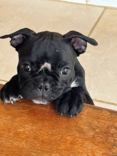 BULDOGUE FRANCÊS FÊMEA
