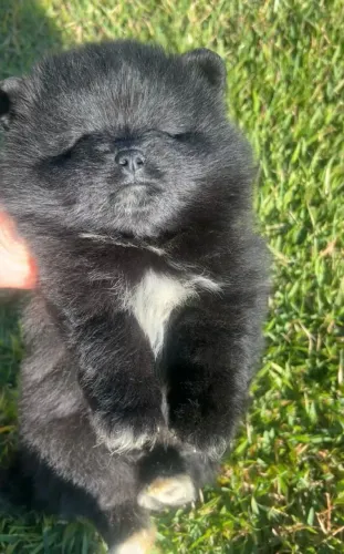 Macho Black 1.800 creme 2.300 só respondo whats *