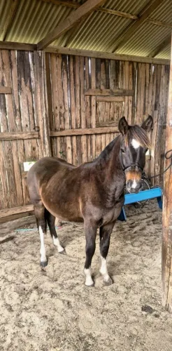Vendo Lindo Potro Crioulo