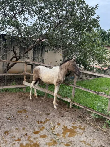 Potro / potra / cavalo / égua campolina