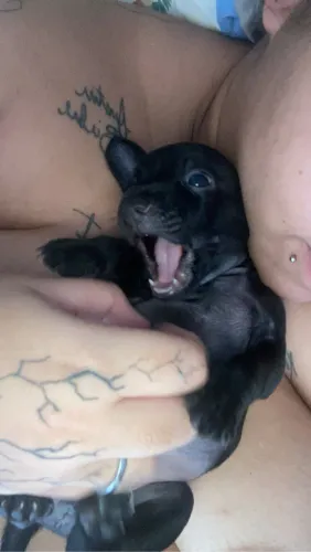 Pinscher N°2